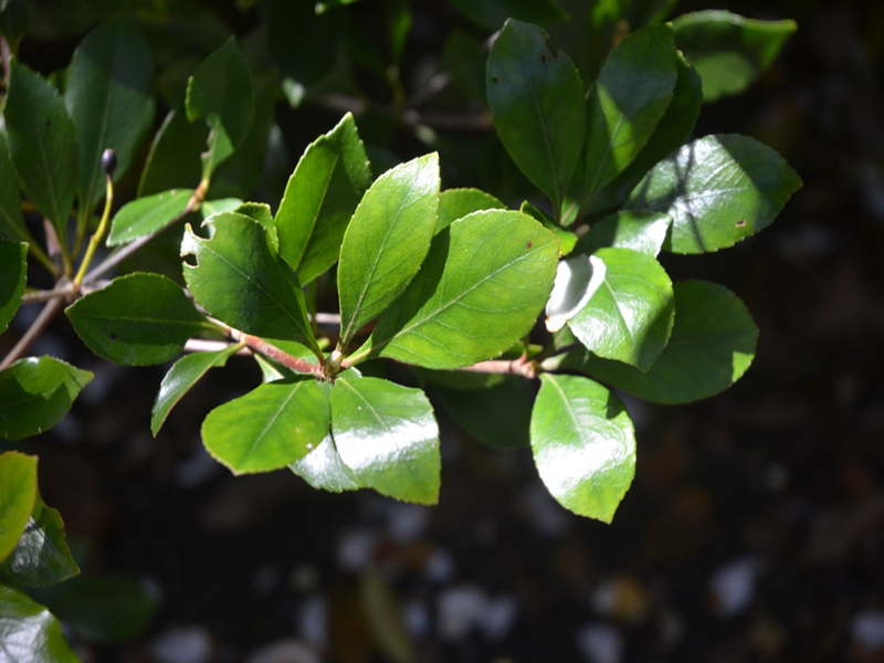 Rhaphiolepis × delacourii, leaf, Trengwainton Garden, Madron, near Penzance, Cornwall, United Kingdom. 