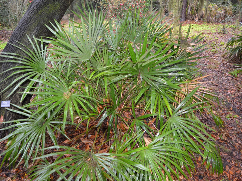 Rhapidophyllum hystrix, form, Harry P. Leu Gardens, Orlando, Florida, United States of America.