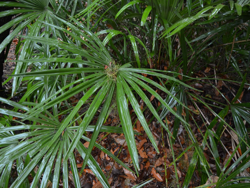 Rhapidophyllum hystrix, leaf, Harry P. Leu Gardens, Orlando, Florida, United States of America.