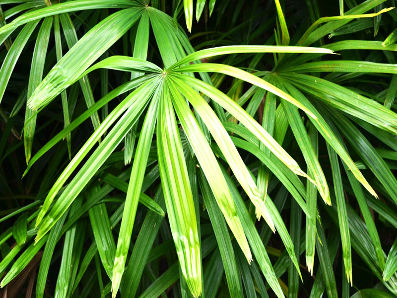 Rhapis excelsa, leaf. Bok Tower Gardens, Lake Wales, Florida, United States of America.