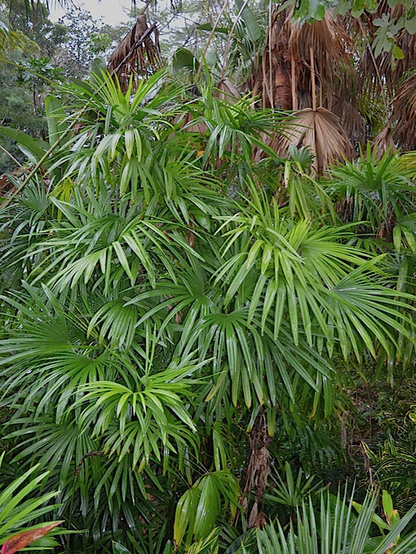 Rhapsis humilis, form, Harry P. Leu Gardens, Orlando, Florida, United States of America.
