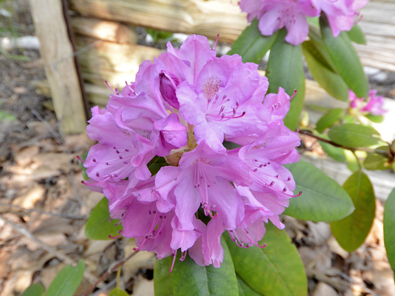 Rhodendron-English-Roseum-flower.jpg