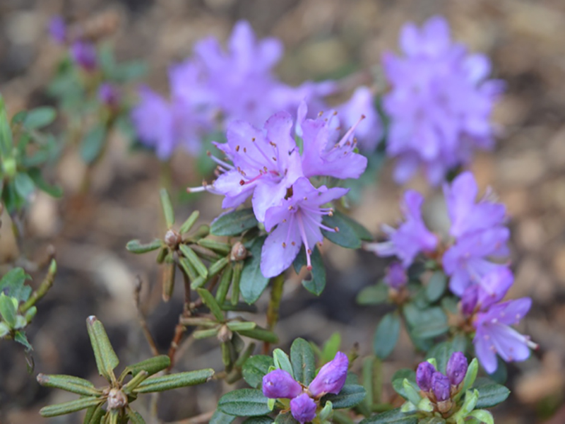 Rhododendromn-Trewithen-Purple-tren-flw1.jpg