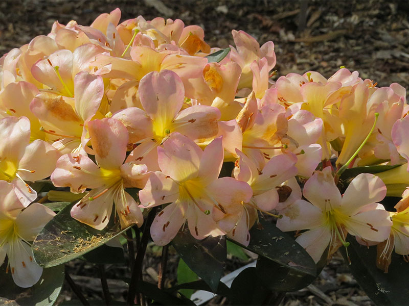 Rhododendron-Archangel-flw.jpg