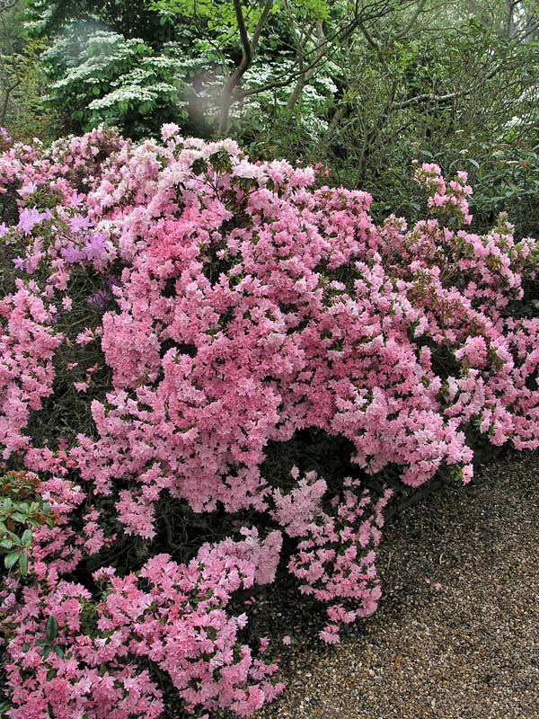 Rhododendron-Azuma-Kagam-form.jpg