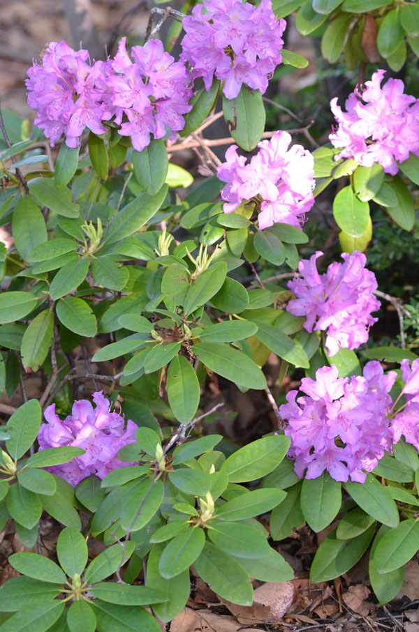 Rhododendron-Boursault-cuddy-form.jpg