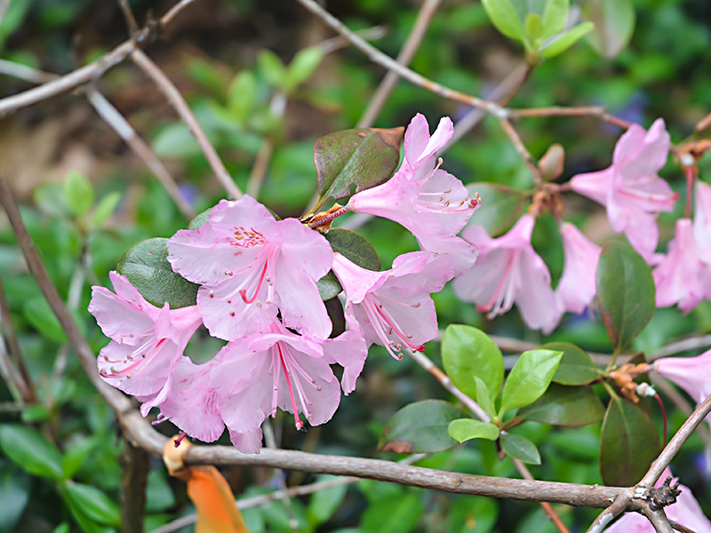 Rhododendron 'Bubblegum'.