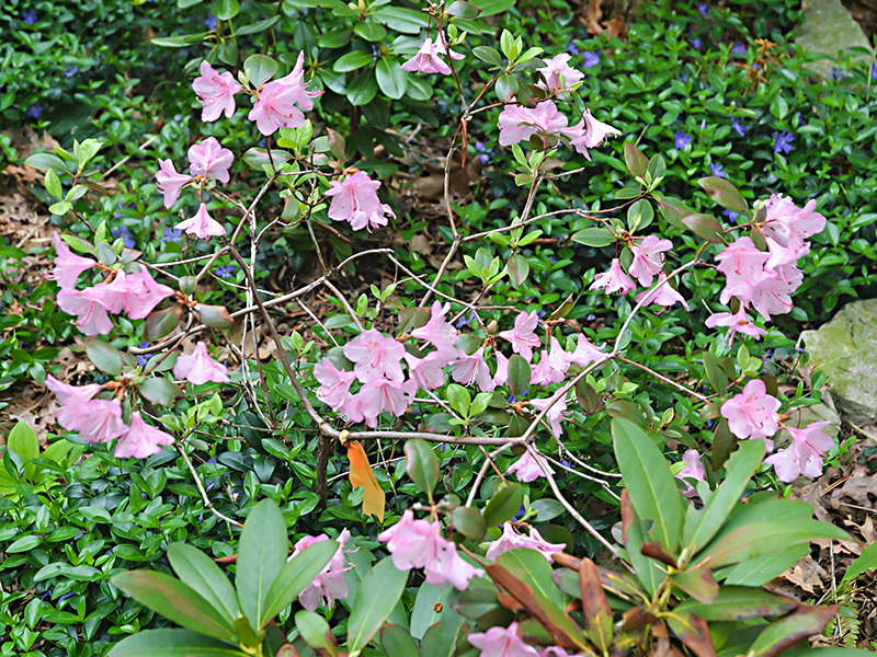 Rhododendron-Bubble-Gum-jp-frm.JPG