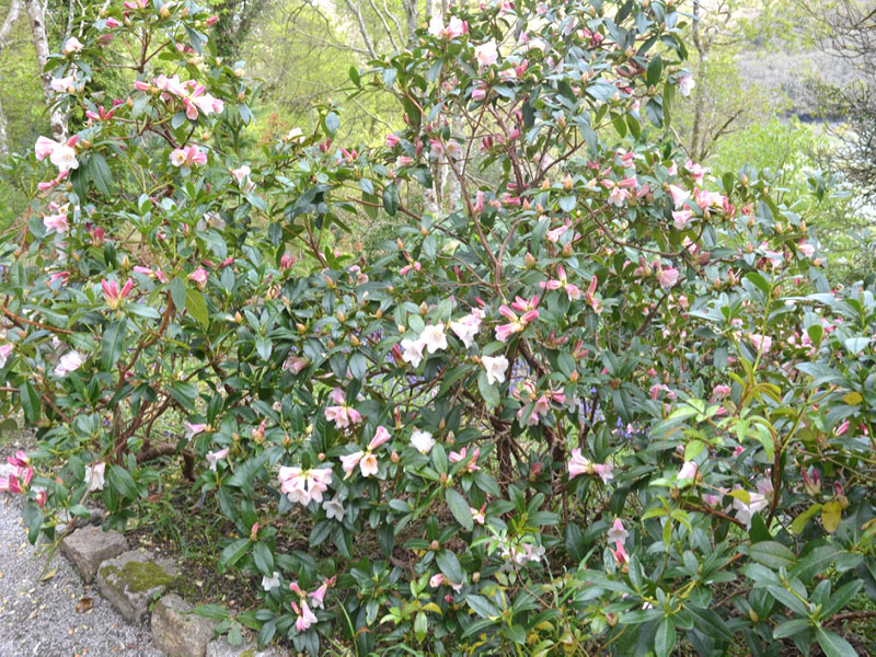 Rhododendron-Countess-of-Haddington-tre-frm