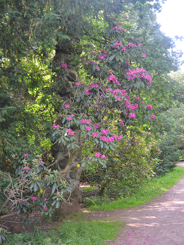 Rhododendron-Cynthia-frm.jpg