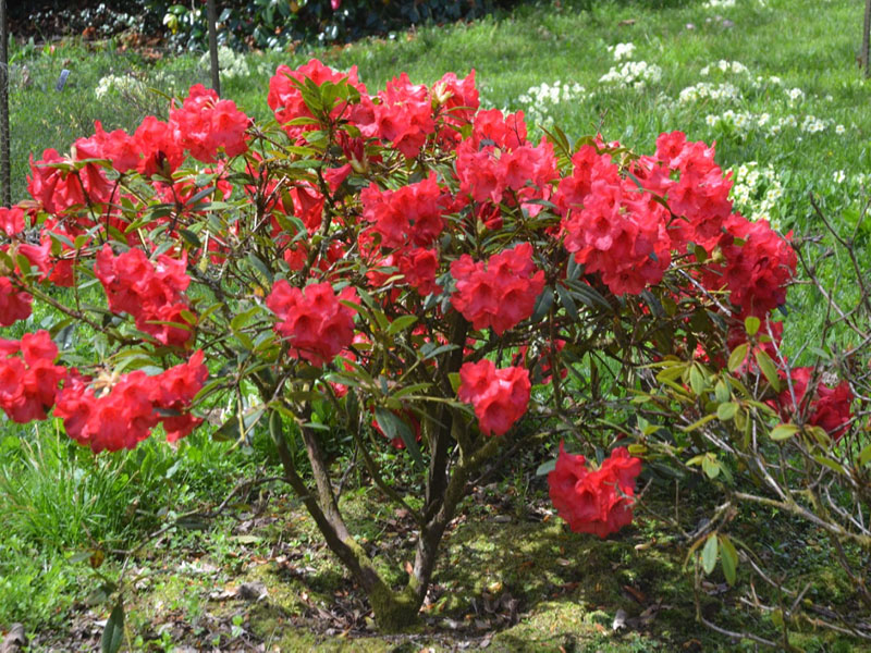 Rhododendron-Elizabeth-cc-frm1