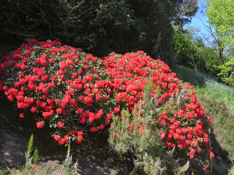 Rhododendron 'Elizabeth', form, Caerhays Castle, Goran, Cornwall, United Kingdom.