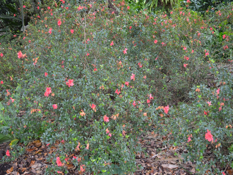 Rhododendron-Fashion-BT-frm1.jpg
