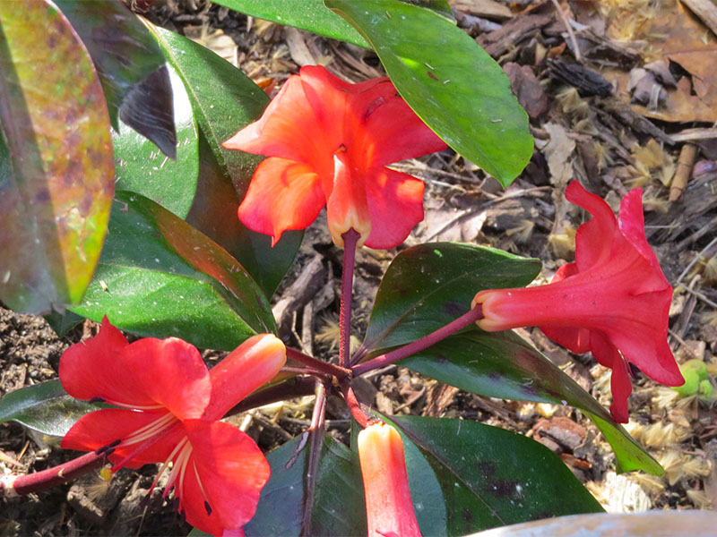 Rhododendron-Fire-Plum-flw.jpg