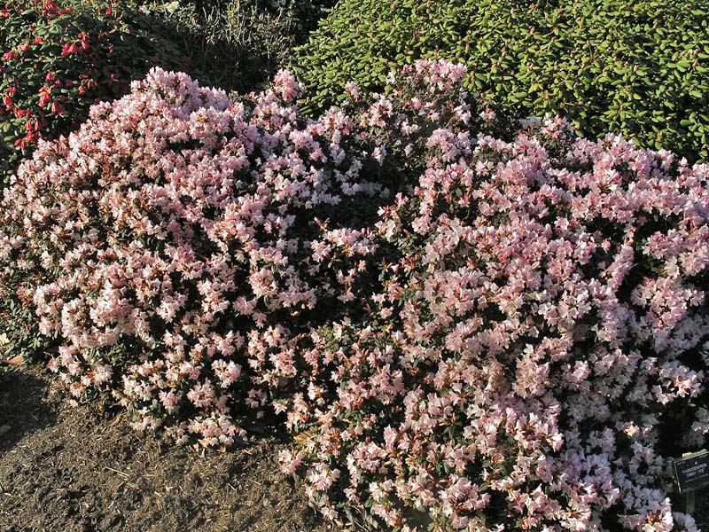Rhododendron-Ginny-Jee-form.jpg