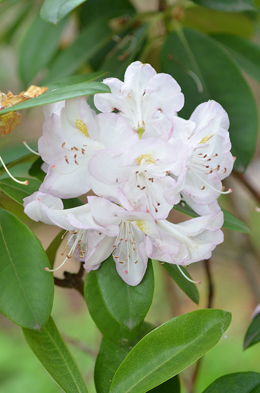 Rhododendron-Gomer-Waterer-NBG-flower.jpg