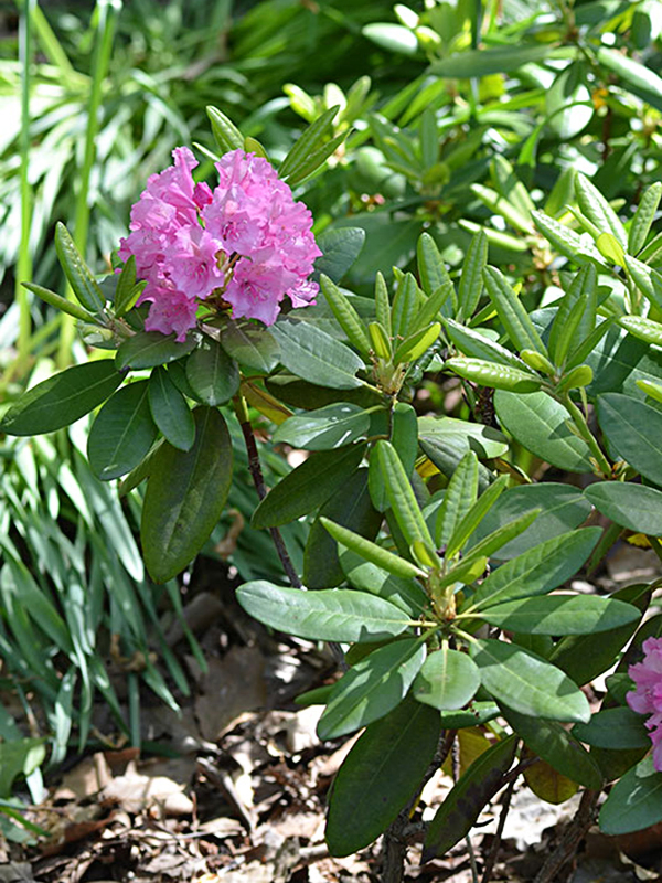 Rhododendron-Helsinki-University-cuddy-label-form-1.jpg