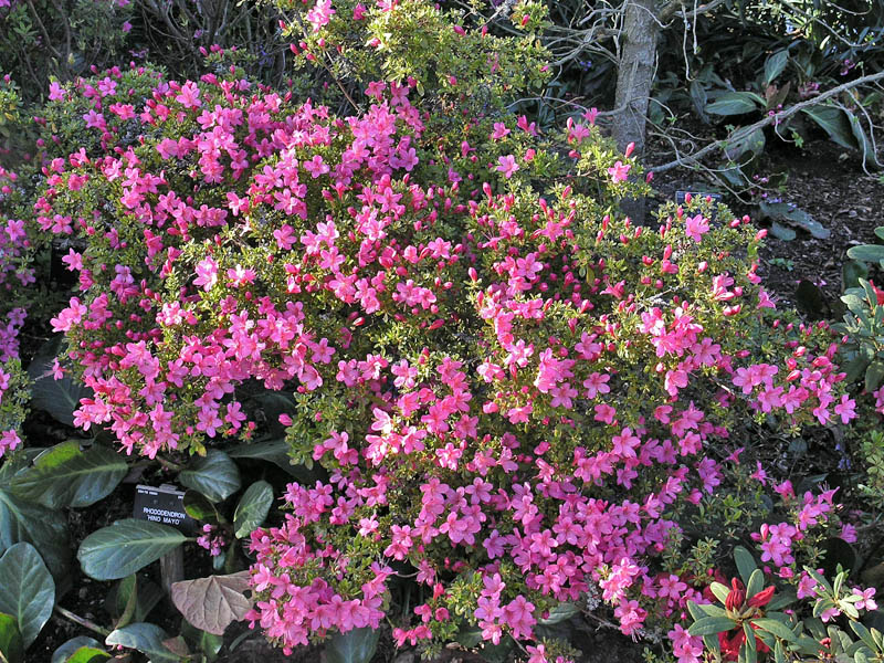Rhododendron-Hino-Mayo-form.jpg