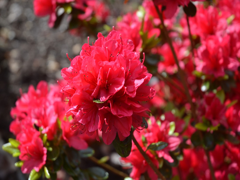 Rhododendron 'Hino-crimson', flower, National Trust Trelissick Garden, Feock, near Truro, Cornwall, United Kingdom. 