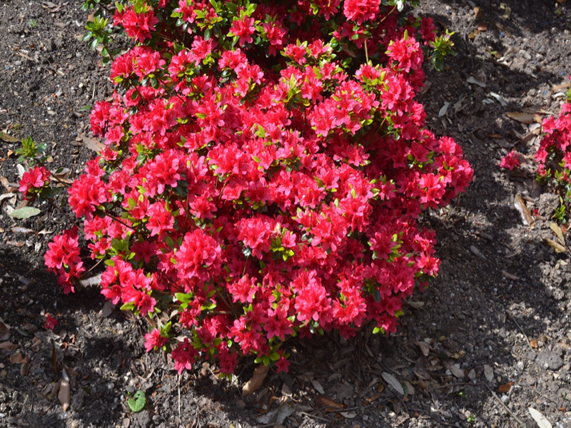 Rhododendron-Hino-crimson-tre-frm1