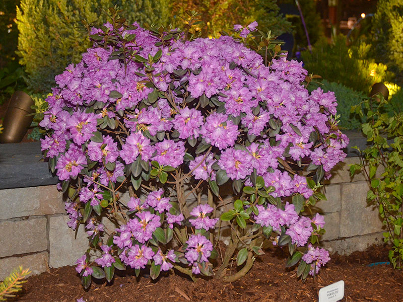 Rhododendron-PJM-Elite-frm.jpg