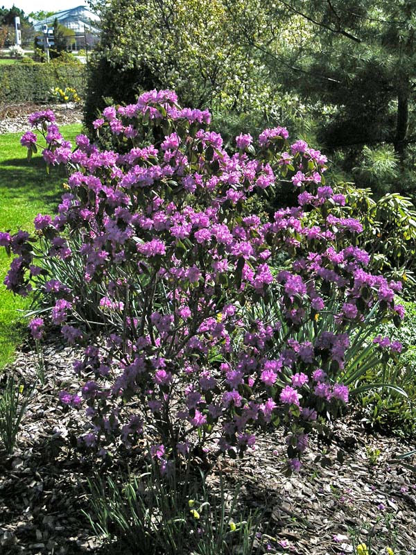 Rhododendron-PJM-form.jpg