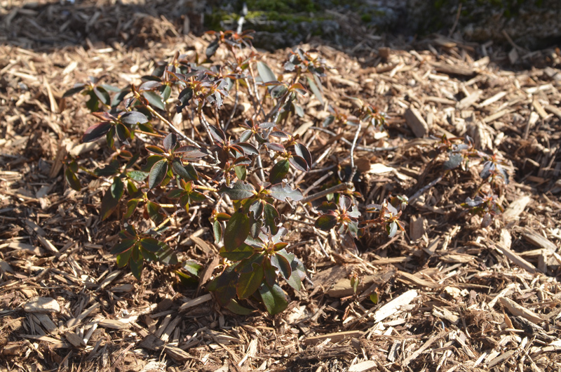 Rhododendron-Patty-Bee-avs-form.JPG