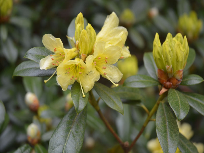 Rhododendron 'Saffron Queen', flower, Glendurgan Garden, Mawnan Smith, Falmouth, Cornwall, United Kingdom.