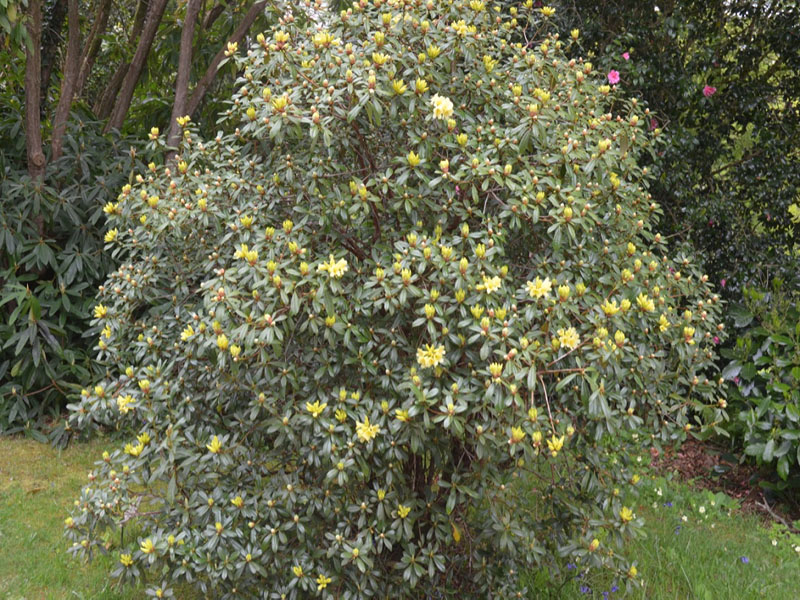 Rhododendron-Saffron-Queen-gg-frm1