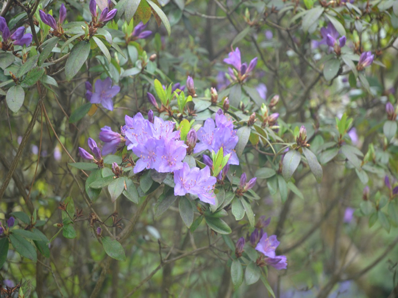 Rhododendron 'Saint Breward', flower, National Trust Trelissick Garden, Feock, near Truro, Cornwall, United Kingdom. 