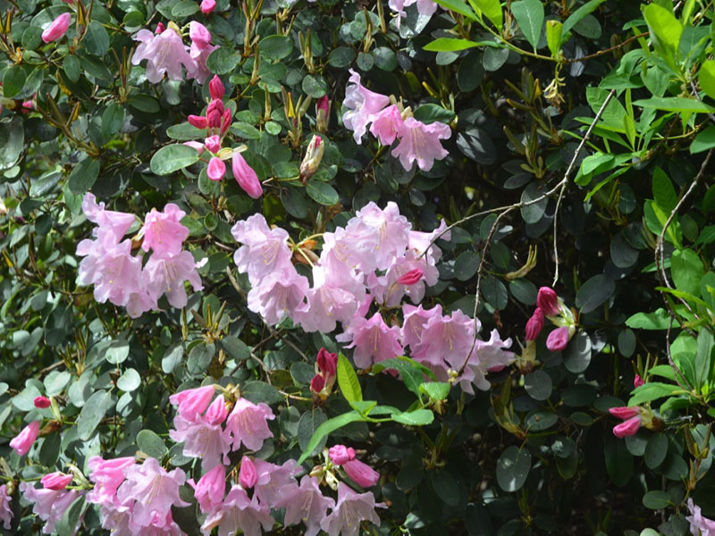 Rhododendron 'Tinners Blush', flower, Caerhays Castle, Goran, Cornwall, United Kingdom.