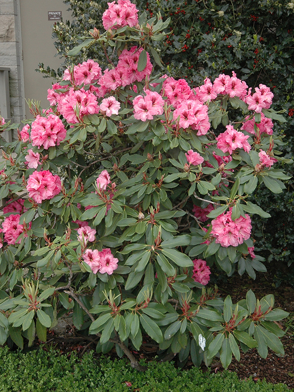 Rhododendron-Treasure-frm-1.jpg