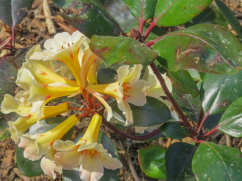 Rhododendron-Vanilla-Slice-frm.jpg