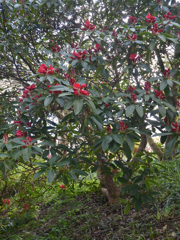 Rhododendron-Veryan-Bay-tre-frm1