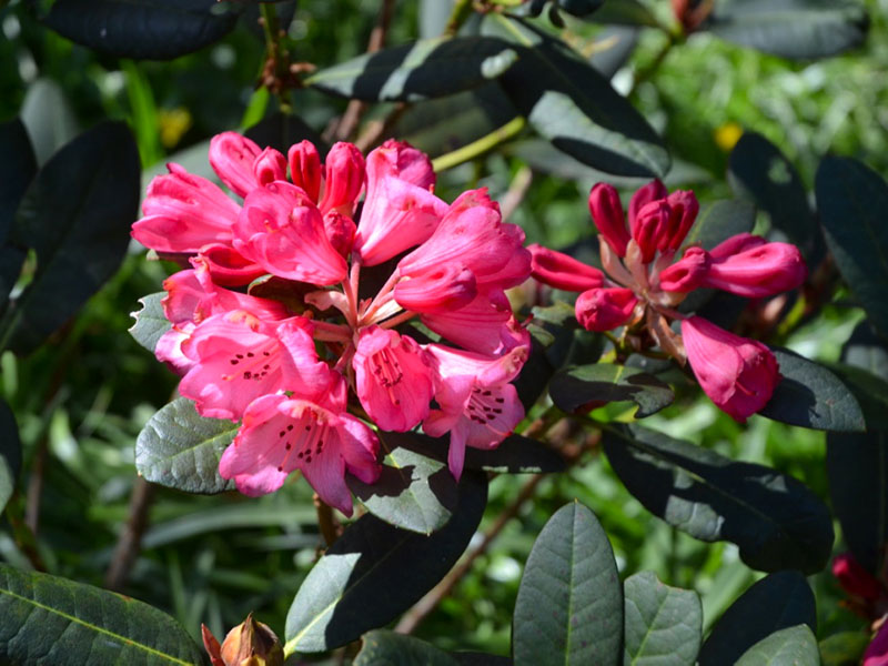 Rhododendron 'Wine and Roses', flower. Burncoose Nursery and Gardens, Gwennap, Redruth, Cornwall, England.