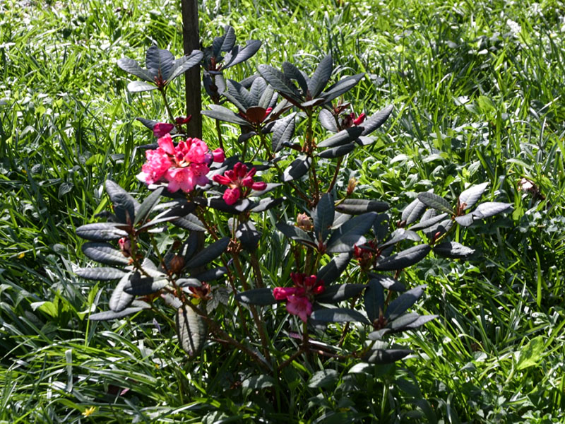 Rhododendron 'Wine and Roses', form. Burncoose Nursery and Gardens, Gwennap, Redruth, Cornwall, England.