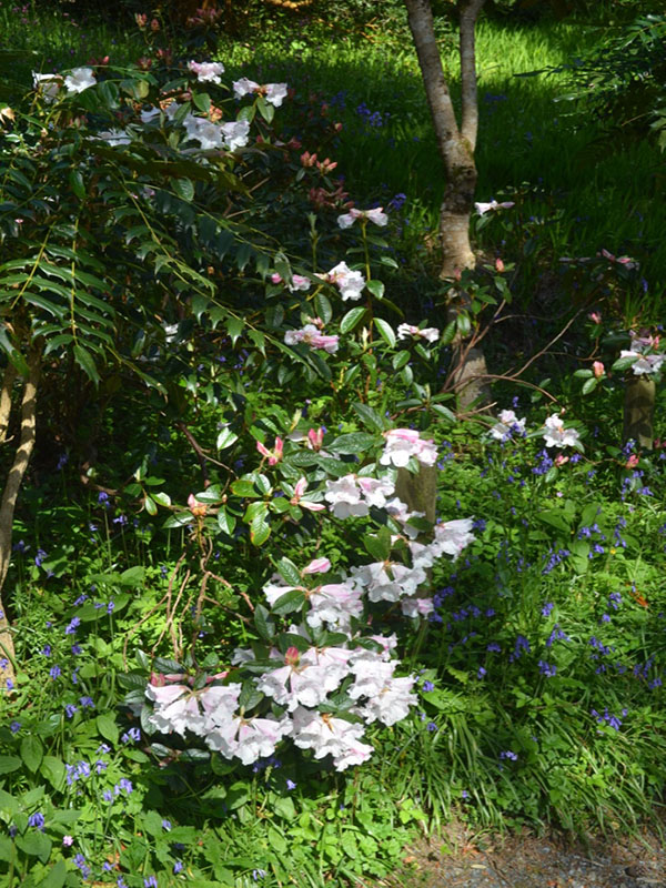 Rhododendron edgeworthii, form, Trebah Garden Trust, Mawnan Smith, Falmouth, Cornwall, United Kingdom.