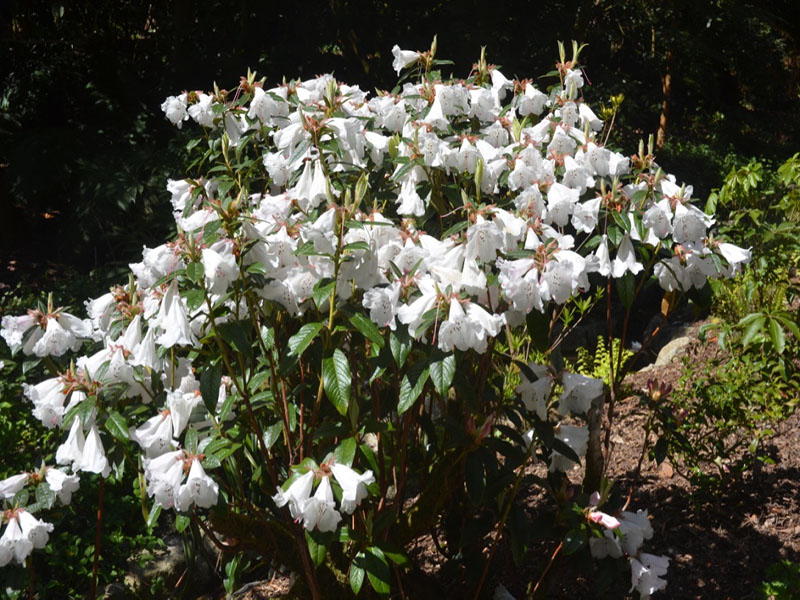 Rhododendron fragariiflorum 'Fragrantissimum', form, Trebah Garden Trust, Mawnan Smith, Falmouth, Cornwall, United Kingdom.