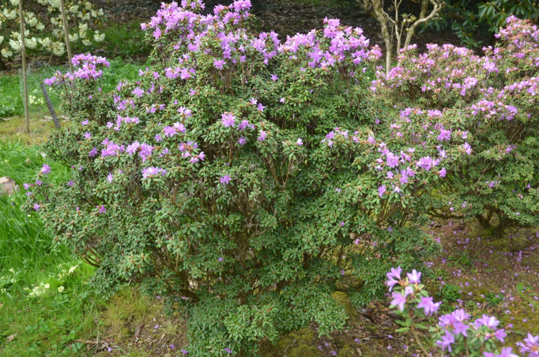 Rhododendron-impeditum-J-C-Williams-cc.cc-frm1