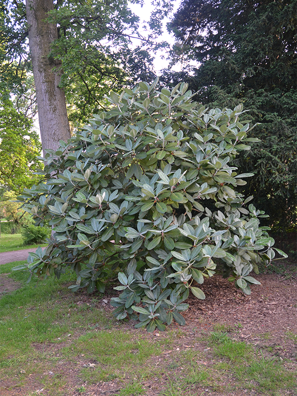 Rhododendron macabeanum, form. Westonbirt, The National Arboretum, Tetbury, Gloucestershire, England.