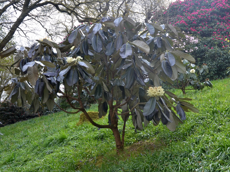Rhododendron macabeanum, form. Lanhydrock House and Garden, Bodmin, Cornwall, United Kingdom. 
