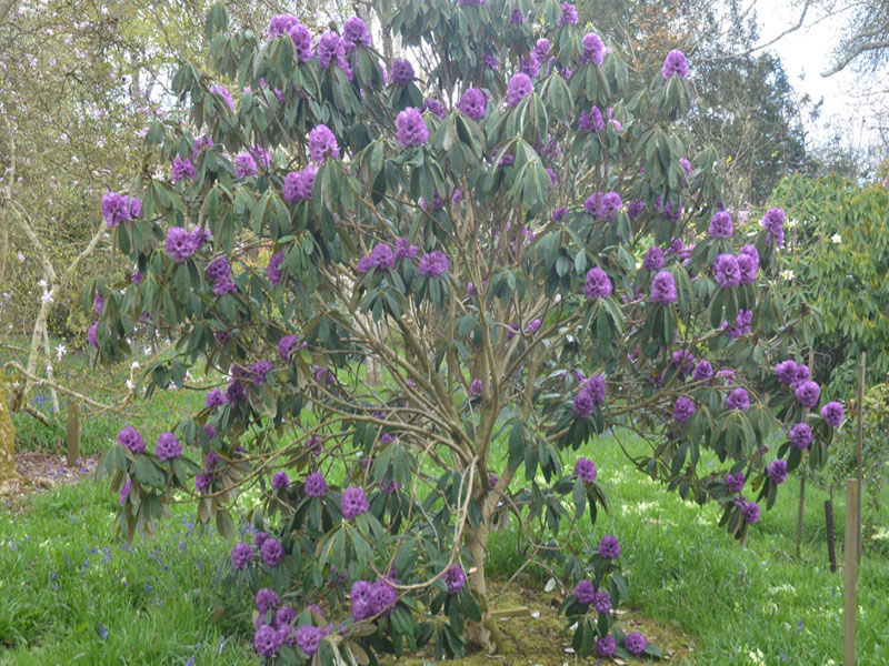 Rhododendron niveum, form, Caerhays Castle, Goran, Cornwall, United Kingdom.
