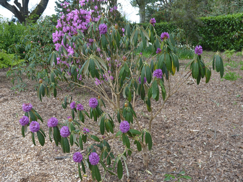 Rhododendron niveum, form, Trelissick Garden, Feock, near Truro, Cornwall, United Kingdom.