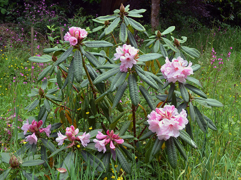 Rhododendron-pink-polar-bear-FRM.JPG