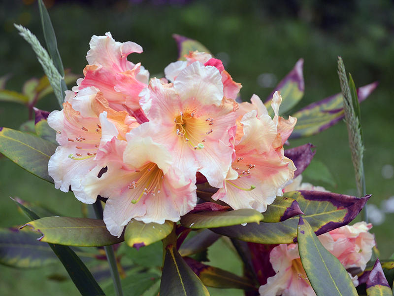 Rhododendron-summer-dawn-FLW2.JPG