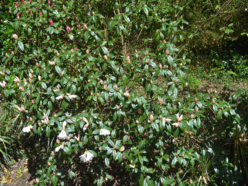 Rhododendron 'Bow Bells', form, Trengwainton Garden, Madron, near Penzance, Cornwall, United Kingdom. 