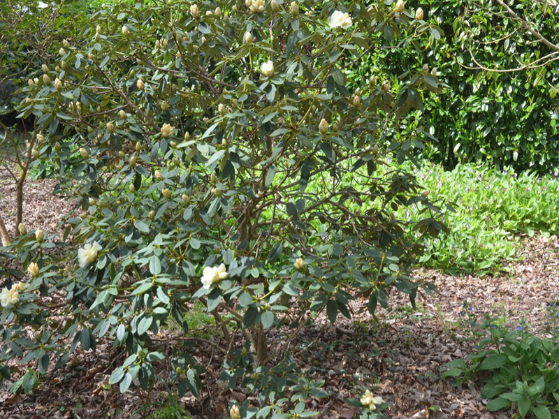 Rhododenron-Damais-Losan-Form-tre-frm1