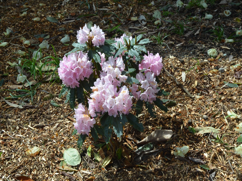 Rhododendron 'Endsleigh Pink', form, Trengwainton Garden, Madron, near Penzance, Cornwall, United Kingdom. 