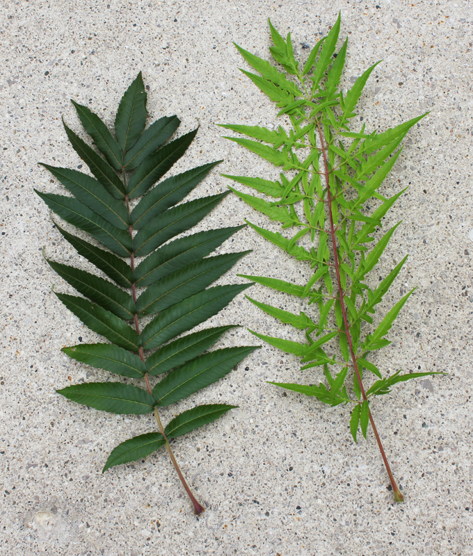 On the left, a leaf of Rhus thyphina while on the right, Tiger Eyes®.