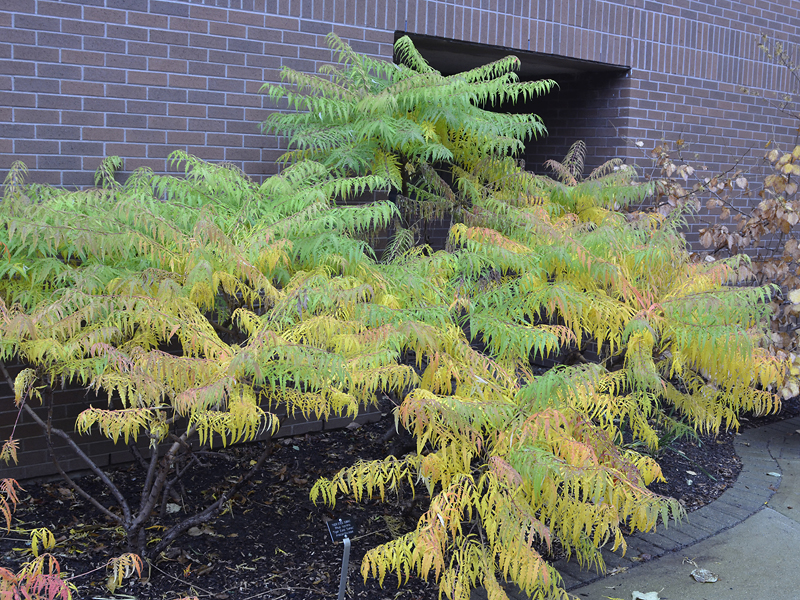 A mature specimen in the The Gardens of Fanshawe College, London, Ontario, Canada.